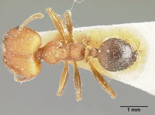 Pheidole biconstricta specimen