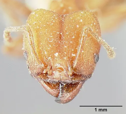 Pheidole biconstricta specimen