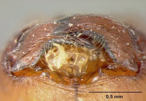 Pheidole biconstricta specimen