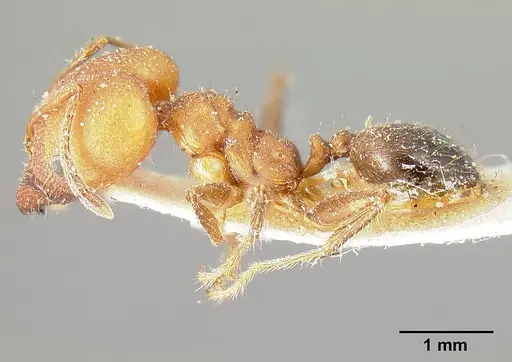 Pheidole biconstricta - CASENT0601290