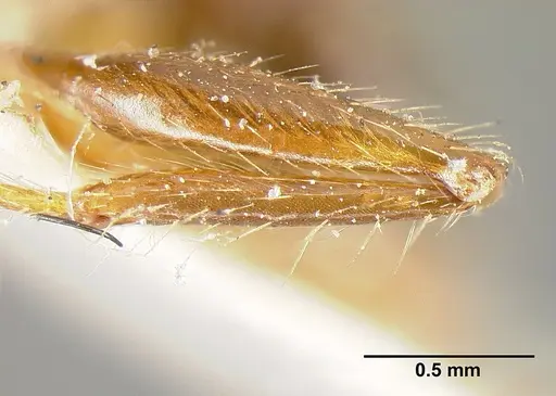 Pheidole biconstricta - CASENT0601290