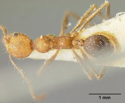 Pheidole biconstricta - CASENT0601291