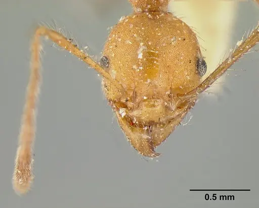 Pheidole biconstricta - CASENT0601291