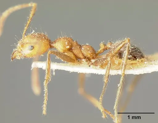 Pheidole biconstricta - CASENT0601291