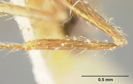 Pheidole biconstricta - CASENT0601291