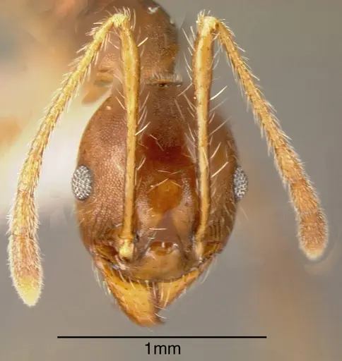 Pheidole biconstricta - CASENT0635436