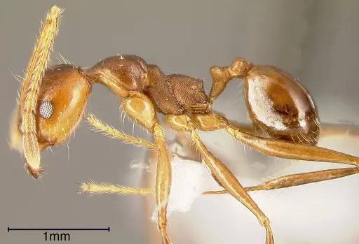 Pheidole biconstricta - CASENT0635436