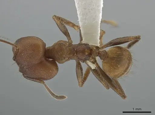 Pheidole biconstricta - CASENT0643907