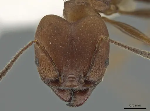 Pheidole biconstricta - CASENT0643907