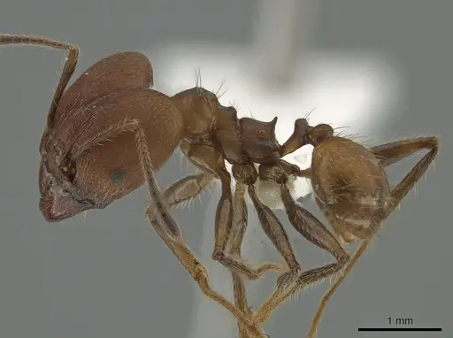 Pheidole biconstricta - CASENT0643907