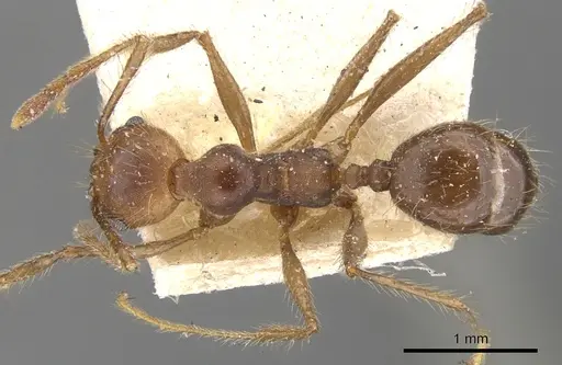 Pheidole biconstricta - CASENT0901477