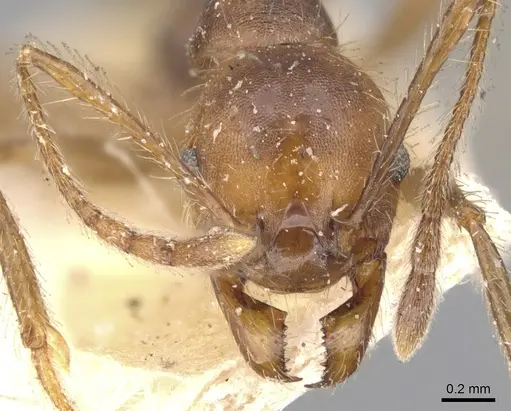 Pheidole biconstricta - CASENT0901477