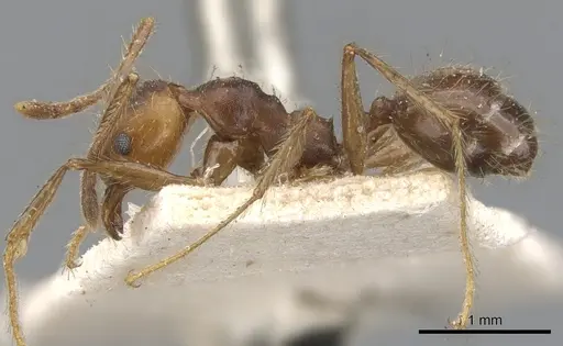 Pheidole biconstricta - CASENT0901477