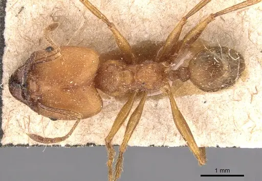 Pheidole biconstricta - CASENT0904350