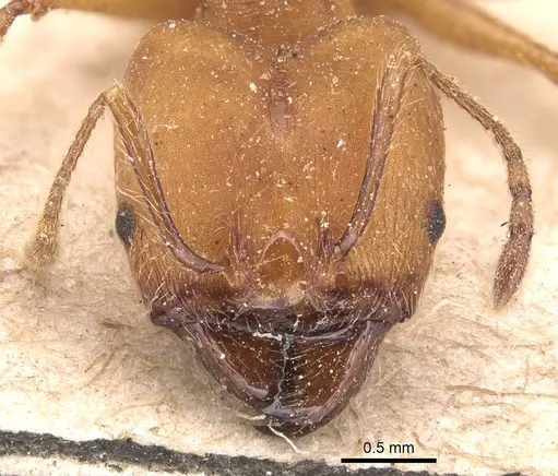 Pheidole biconstricta - CASENT0904350