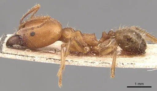 Pheidole biconstricta - CASENT0904350