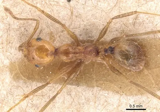 Pheidole biconstricta - CASENT0904351