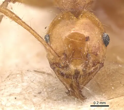 Pheidole biconstricta - CASENT0904351