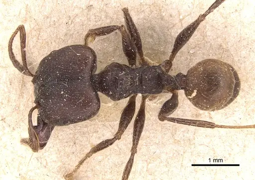Pheidole biconstricta - CASENT0904352