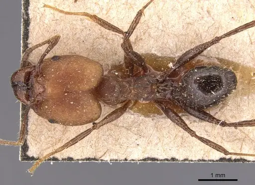 Pheidole biconstricta - CASENT0904353