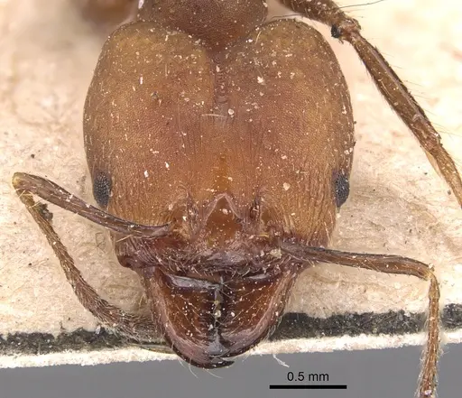 Pheidole biconstricta - CASENT0904353