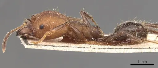 Pheidole biconstricta - CASENT0904353