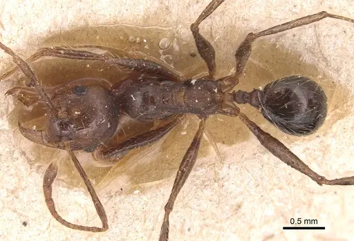 Pheidole biconstricta - CASENT0904354