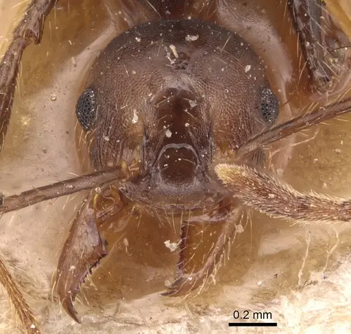 Pheidole biconstricta - CASENT0904354