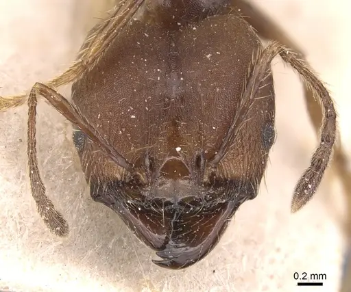 Pheidole biconstricta - CASENT0904355