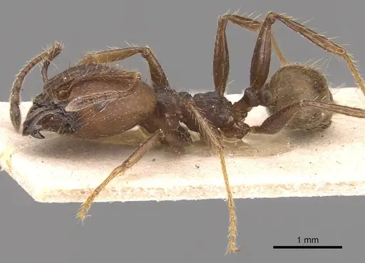 Pheidole biconstricta - CASENT0904355