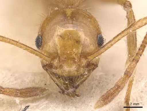 Pheidole biconstricta - CASENT0904356