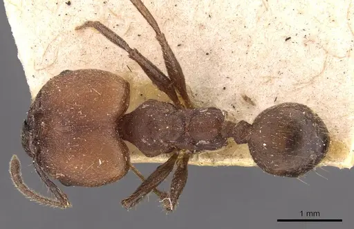 Pheidole biconstricta - CASENT0908085