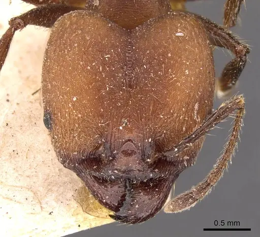 Pheidole biconstricta - CASENT0908085