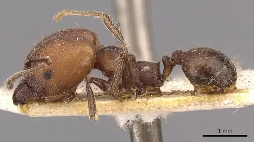 Pheidole biconstricta - CASENT0908085