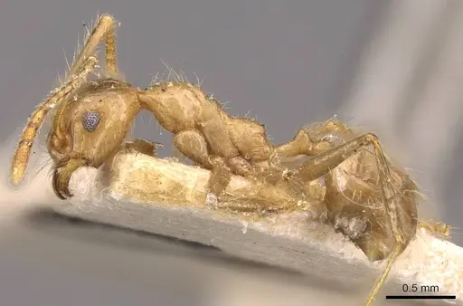 Pheidole biconstricta - CASENT0908088