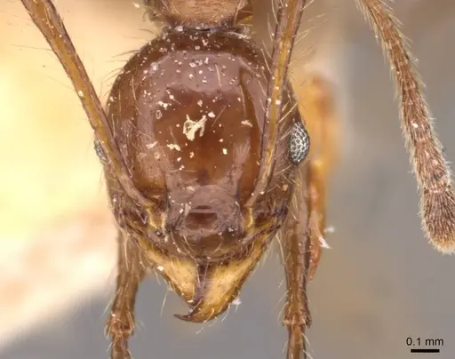Pheidole biconstricta - CASENT0908090