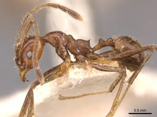 Pheidole biconstricta - CASENT0908090
