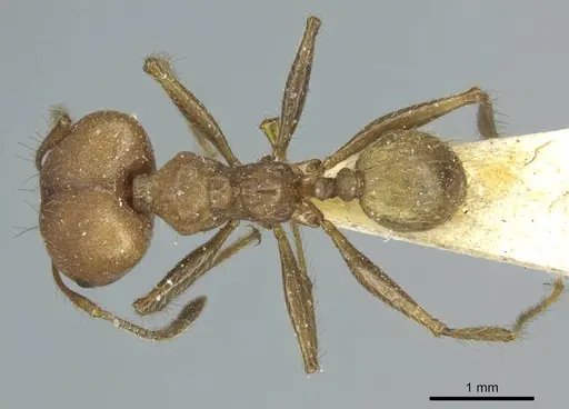 Pheidole biconstricta - CASENT0916051