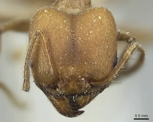 Pheidole biconstricta - CASENT0916051