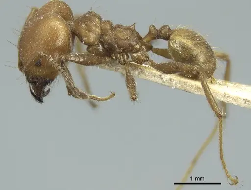 Pheidole biconstricta - CASENT0916051