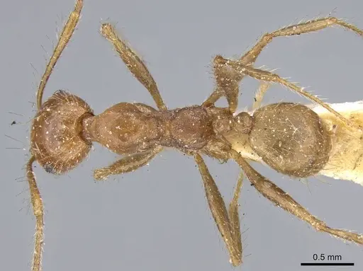 Pheidole biconstricta - CASENT0919768