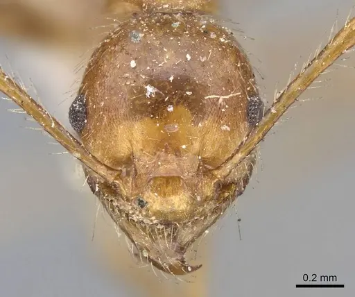 Pheidole biconstricta - CASENT0919768