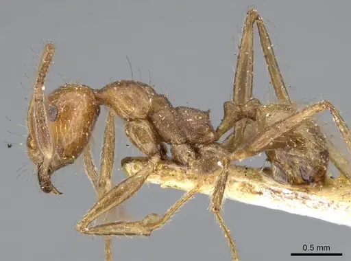 Pheidole biconstricta - CASENT0919768