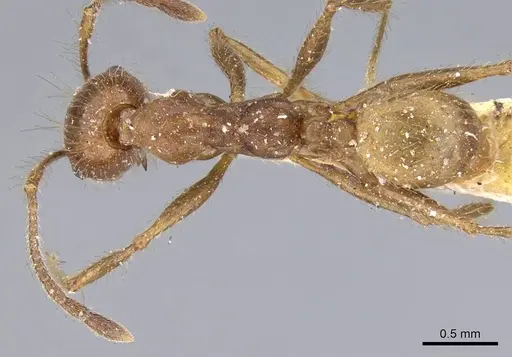 Pheidole biconstricta - CASENT0919769