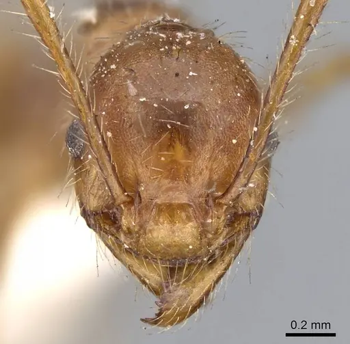 Pheidole biconstricta - CASENT0919769