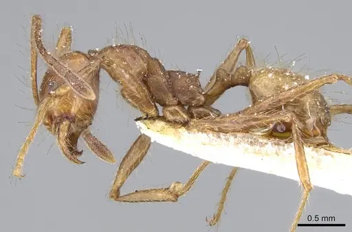 Pheidole biconstricta - CASENT0919769