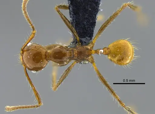 Pheidole biconstricta - CBUMAGENT42055