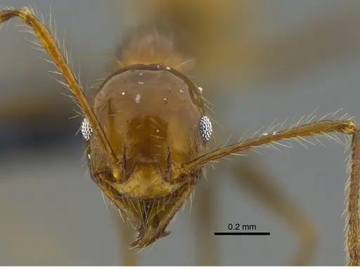 Pheidole biconstricta - CBUMAGENT42055