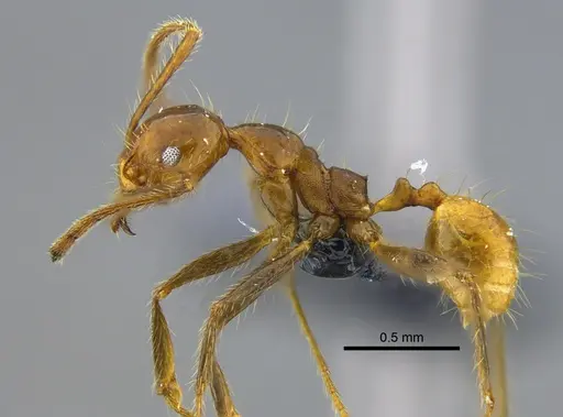 Pheidole biconstricta - CBUMAGENT42055
