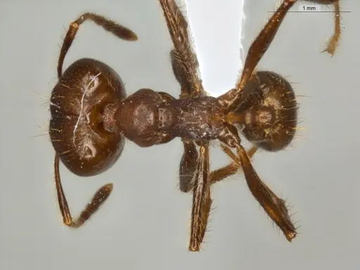 Pheidole biconstricta - ECOFOG-IT14-0155-24-S